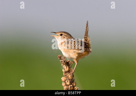 Sedge Wren Cistothorus platensis Appleton Chippewa County Minnesota Stati Uniti 29 Maggio Troglodytidae adulti Foto Stock