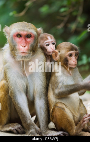 Monkey Island research park, Provincia di Hainan in Cina Foto Stock