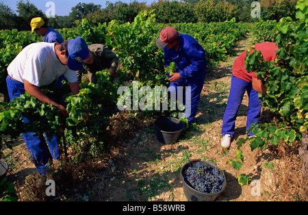 Lo spagnolo i lavoratori stagionali in vendemmia, Seguret, Vaucluse regione Provence, Francia Foto Stock