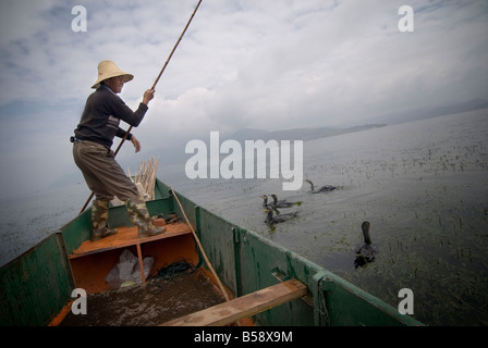 Cormorano pescatore con i suoi uccelli, Lago Erhai, Dali, Yunnan, Cina Foto Stock