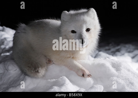 Arctic Fox Alopex lagopus in cappotto invernale giacente sulla tundra ghiacciata. Kolguev Island, Russia. Foto Stock