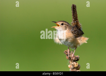 Sedge Wren Cistothorus platensis Appleton Chippewa County Minnesota Stati Uniti 29 Maggio Troglodytidae adulti Foto Stock