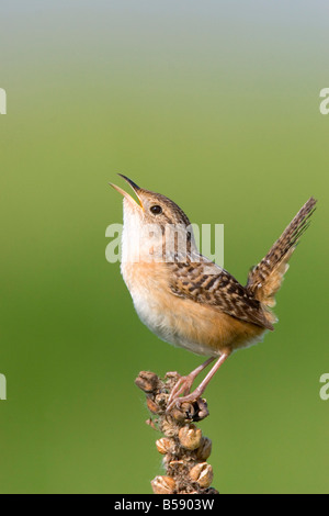 Sedge Wren Cistothorus platensis Appleton Chippewa County Minnesota Stati Uniti 29 Maggio Troglodytidae adulti Foto Stock