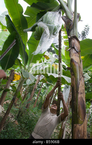 Il commercio equo e solidale piantagione di banane lavoratore Nelson Pati o prende le banane da un albero vicino la piantagione di Machala Ecuador America del Sud Foto Stock