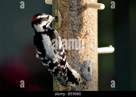 Un maschio di roverella, picchio Picoides pubescens, alimenta a un uccello alimentatore. Oklahoma, Stati Uniti d'America. Foto Stock