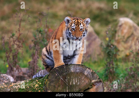 Tigre Siberiana cub seduto su una struttura ad albero Foto Stock