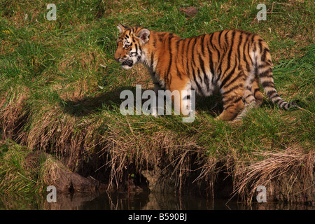 Tigre Siberiana cup ad esplorare il mondo Foto Stock