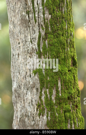 Moss crescente sul lato nord di un albero Foto Stock