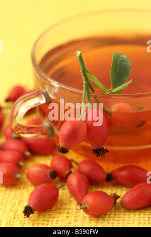 Cinorroidi infuso Rosa canina Foto Stock