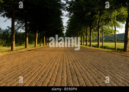 Viale alberato strada asfaltata presi da un angolo basso con grande prospettiva Foto Stock