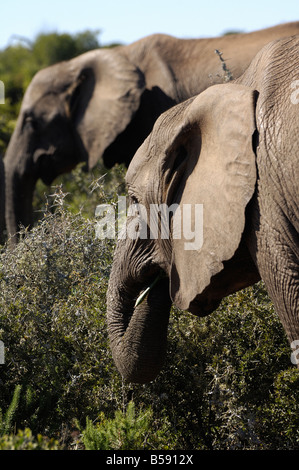Gli elefanti africani Foto Stock