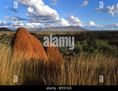 Termite Mound nel paesaggio, Hamersley Range, Karijini National Park, Pilbara, Northwest Australia Foto Stock