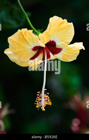 Hibiscus Rosa sinensis. Fiori di ibisco contro uno sfondo scuro. India Foto Stock