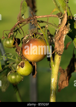 Batterico del pomodoro Foto Stock