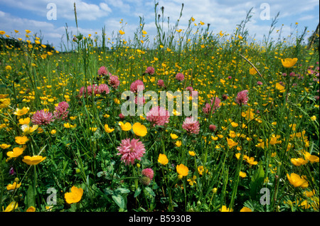 Trifoglio rosso / Prato Buttercup Foto Stock