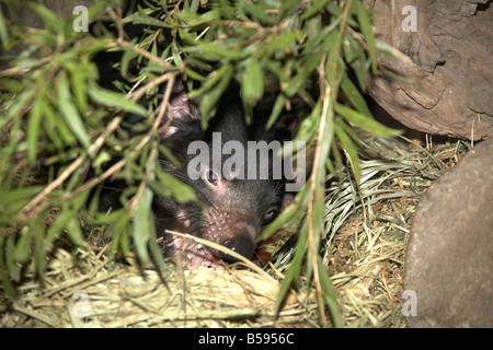 Diavolo della Tasmania nascosti nella vegetazione in Zoo Australia wildlife e il Wild Animal Park Sunshine Coast di Queensland QLD Australia Foto Stock