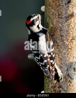 Un maschio di roverella, picchio Picoides pubescens, alimenta a un uccello alimentatore. Oklahoma, Stati Uniti d'America. Foto Stock