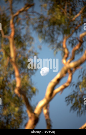 Half moon visto attraverso gli eucalipti gum tree luce della sera con in rapporti di amicizia punto sulla North Stradbroke Island Queensland QLD Australia Foto Stock