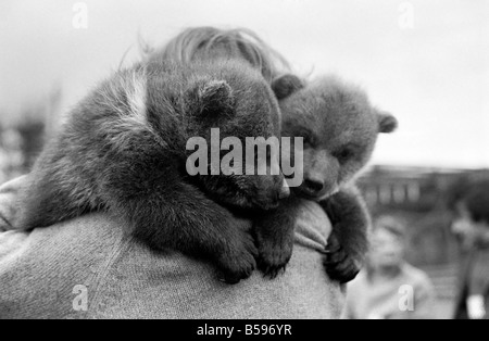 Twin orsi bruni. Marzo 1975 75-01620-001 Foto Stock