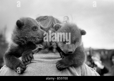 Twin orsi bruni. Marzo 1975 75-01620-003 Foto Stock