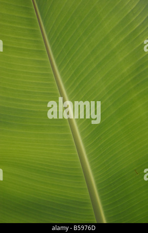 Piante di Banana Leaf close-up Foto Stock