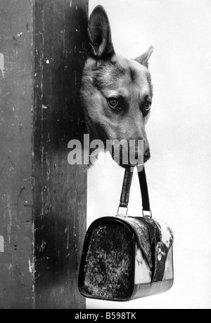 Quando si tratta di intelligenza, radar, l'alsaziano nella foto, che ha in borsa. Lui è un film di star, è apparso in televisione ed è persino in grado di sollevare il ricevitore quando il telefono squilla. Ma questo perché l amore e la cura che egli riceve dalla sua padrona, Dorothy Steves. Maggio 1968 P007436 Foto Stock