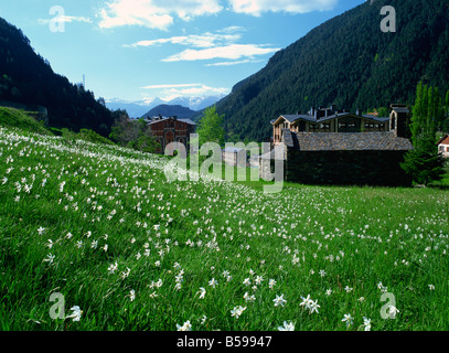 Poeta e narciso piccola vecchia chiesa sopra Arinsal village, Arinsal, Andorra, Pirenei Foto Stock