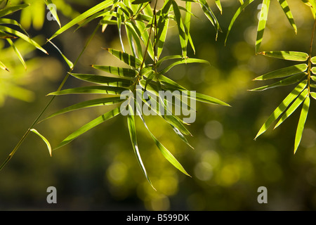 Le foglie di una specie di bambù Phyllostachys a Brookgreen Gardens, Murrells Inlet, Carolina del Sud, vicino a Myrtle Beach. Foto Stock