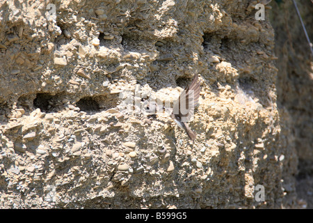 SAND MARTIN Riparia Riparia ALIMENTAZIONE DEI GIOVANI A NESTHOLE Foto Stock