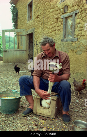 Forza uomo oca di alimentazione per rendere il foie gras, Bordeaux Aquitania, in Francia, in Europa Foto Stock