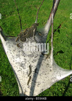 Tenda bruchi emergenti dal proprio nido Foto Stock