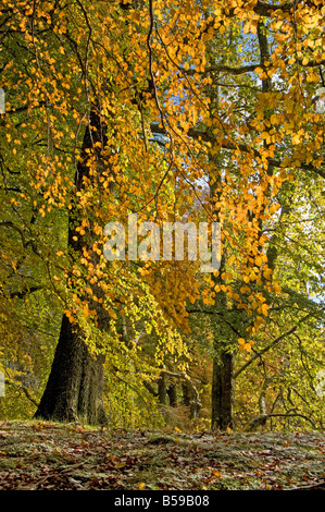 I colori autunnali a Loch un Eilein Rothiemurchus Aviemore Badenoch e Strathspey Inverness-shire Highland Regione Scozia UK Foto Stock