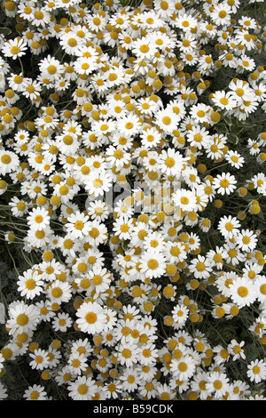 Abstract mass of daisy flowers in Blackgang Chine Fantasy Park Isle of Wight England UK Family and childrens visitor attraction Foto Stock
