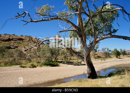 Il letto asciutto del fiume Todd Alice Springs - Territorio del Nord Australia Pacific Foto Stock