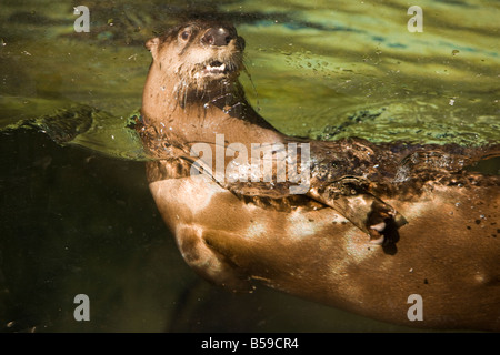 Una Lontra di fiume nordamericana (Lutra canadensis) svolge nel suo aquarium home a Brookgreen Gardens,Murrells Inlet,Carolina del Sud. Foto Stock