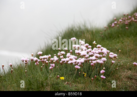 Fiori di colore rosa in erba su chalk promontorio che conduce agli aghi nella nebbia Isle of Wight England Regno Unito Foto Stock