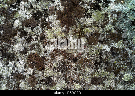Il muschio cresce su una roccia sulla collina a Killiney in Co. Dublino Foto Stock