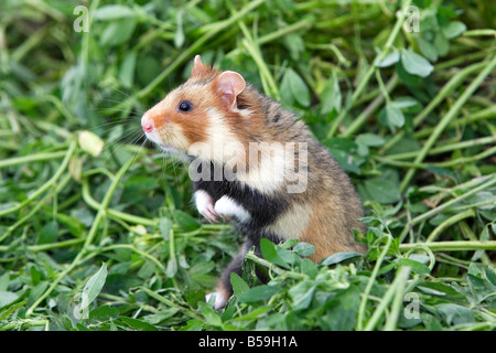 Unione criceto, Rospo criceto, Comune di hamster (Cricetus cricetus) in piedi sulle zampe posteriori mentre si guarda intorno Foto Stock