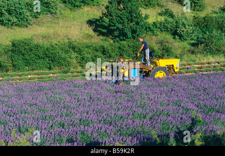 Gli agricoltori la raccolta di lavanda Provence Francia Foto Stock