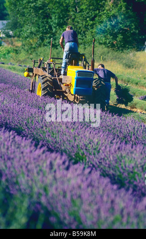 Gli agricoltori la raccolta di lavanda Provence Francia Foto Stock