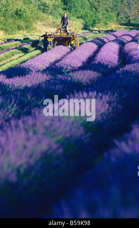 Gli agricoltori la raccolta di lavanda Provence Francia Foto Stock