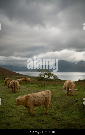 Allevamento di bovini highland su erba sul Isle of Mull in Scozia in un giorno di tempesta con il mare e le montagne sullo sfondo Foto Stock