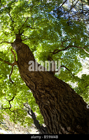 Un ampio angolo di visione di un albero in autunno inizi a girare Foto Stock