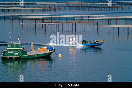 OYSTER-agricoltori sulla barca a vela "Bassin de Thau' BASIN LANGUEDOC FRANCIA Foto Stock