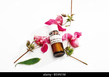 Bottiglia con fiori di Bach Stock Remedy Impatiens Foto Stock