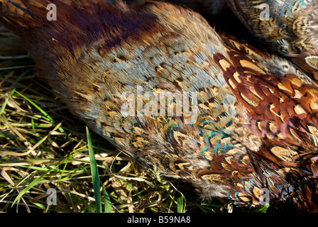 Close up della bretella di fagiani morti per mostrare complessi di piume colorate modello sul retro dopo il successo di un gioco di altopiano hunt Foto Stock