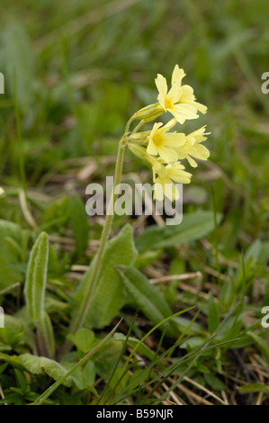 Oxlip, primula elatior, Alpine fiori selvatici, Parco Nazionale degli Hohe Tauern, Austria Foto Stock