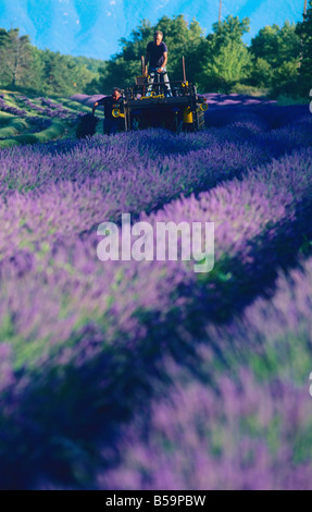 Gli agricoltori la raccolta di lavanda Provence Francia Foto Stock