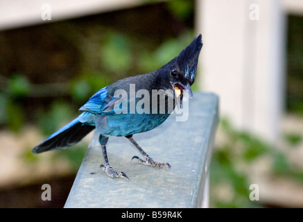 Steller Blue Jay Squawking con arachidi in bocca Foto Stock