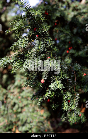 Inglese Yew, Taxus baccata, Taxaceae, Europa Centrale Foto Stock